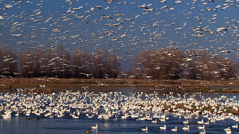 Snow geese flock to restored wetlands within California’s Colusa National Wildlife Refuge, a scene captured in KQED’s Becoming California. The documentary won a Northern California Emmy Award. (Photo: Kit Tyler)