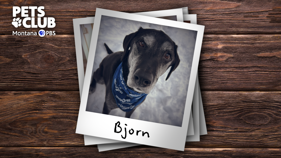 A Polaroid photograph of a dog wearing a Montana PBS branded bandana.