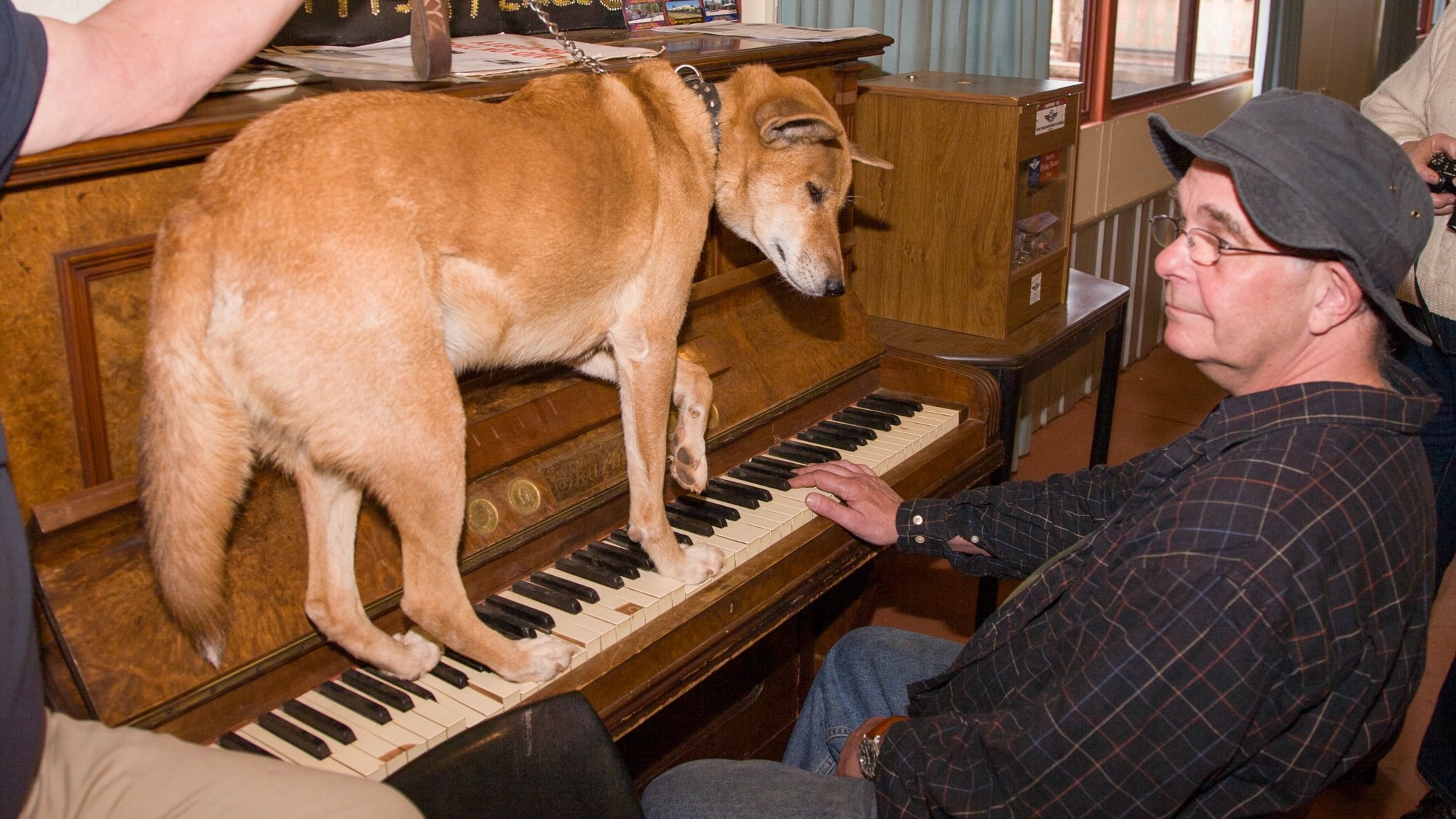 Larry Massett sits at a piano with a dingo on the keyboard