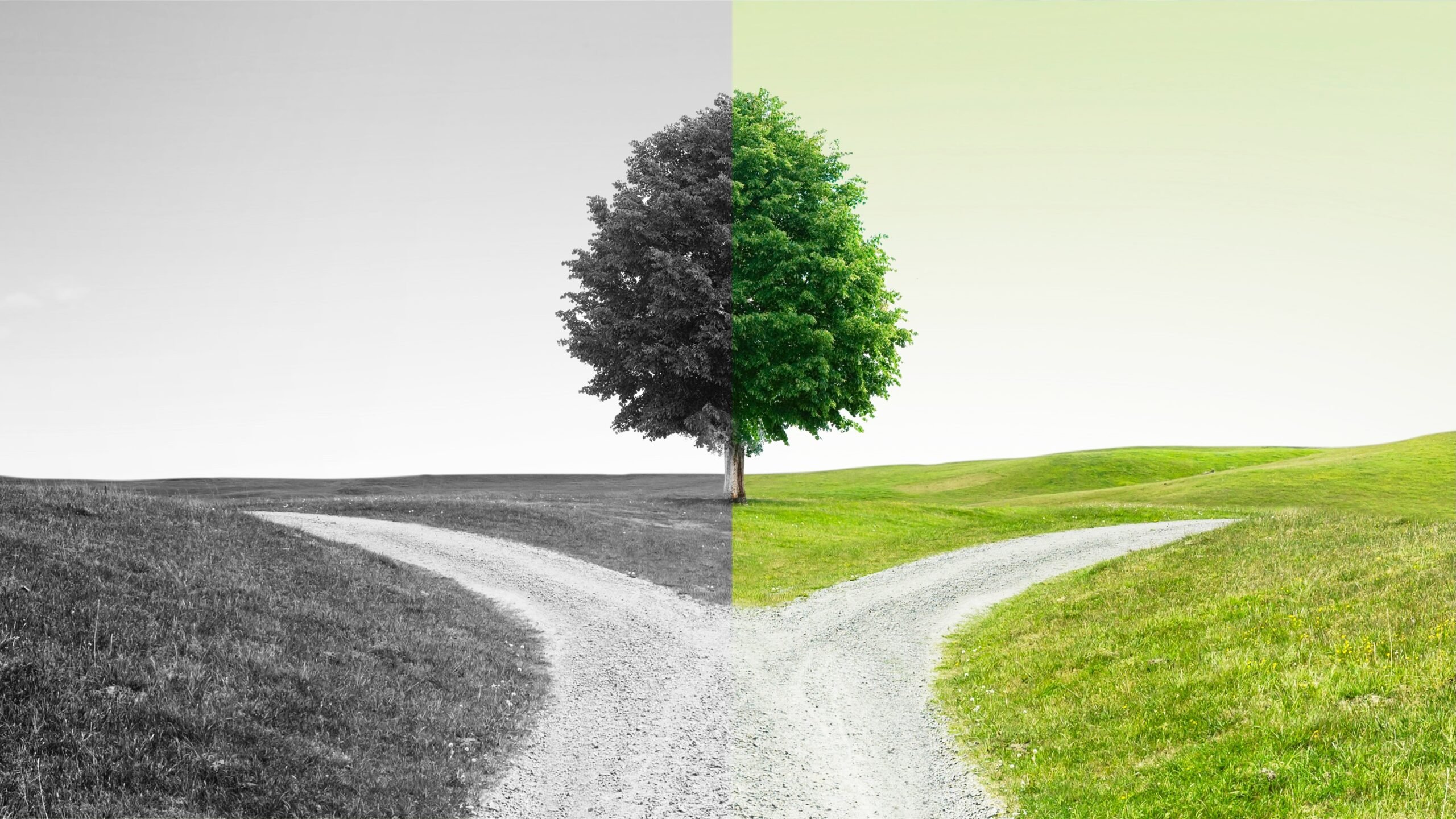 A tree stands at the center of a fork in a dirt road, with the left side of the image in black and white and the right side in color, symbolizing a choice between past and future.