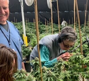 Karen Michel examines cannabis plants inside Hudson Valley Jane, a weed farm in Ancram, N.Y. She is surrounded by rows of growing plants.