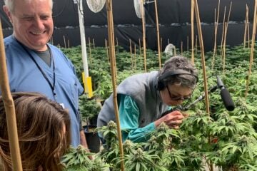 Karen Michel examines cannabis plants inside Hudson Valley Jane, a weed farm in Ancram, N.Y. She is surrounded by rows of growing plants.