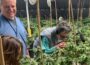 Karen Michel examines cannabis plants inside Hudson Valley Jane, a weed farm in Ancram, N.Y. She is surrounded by rows of growing plants.