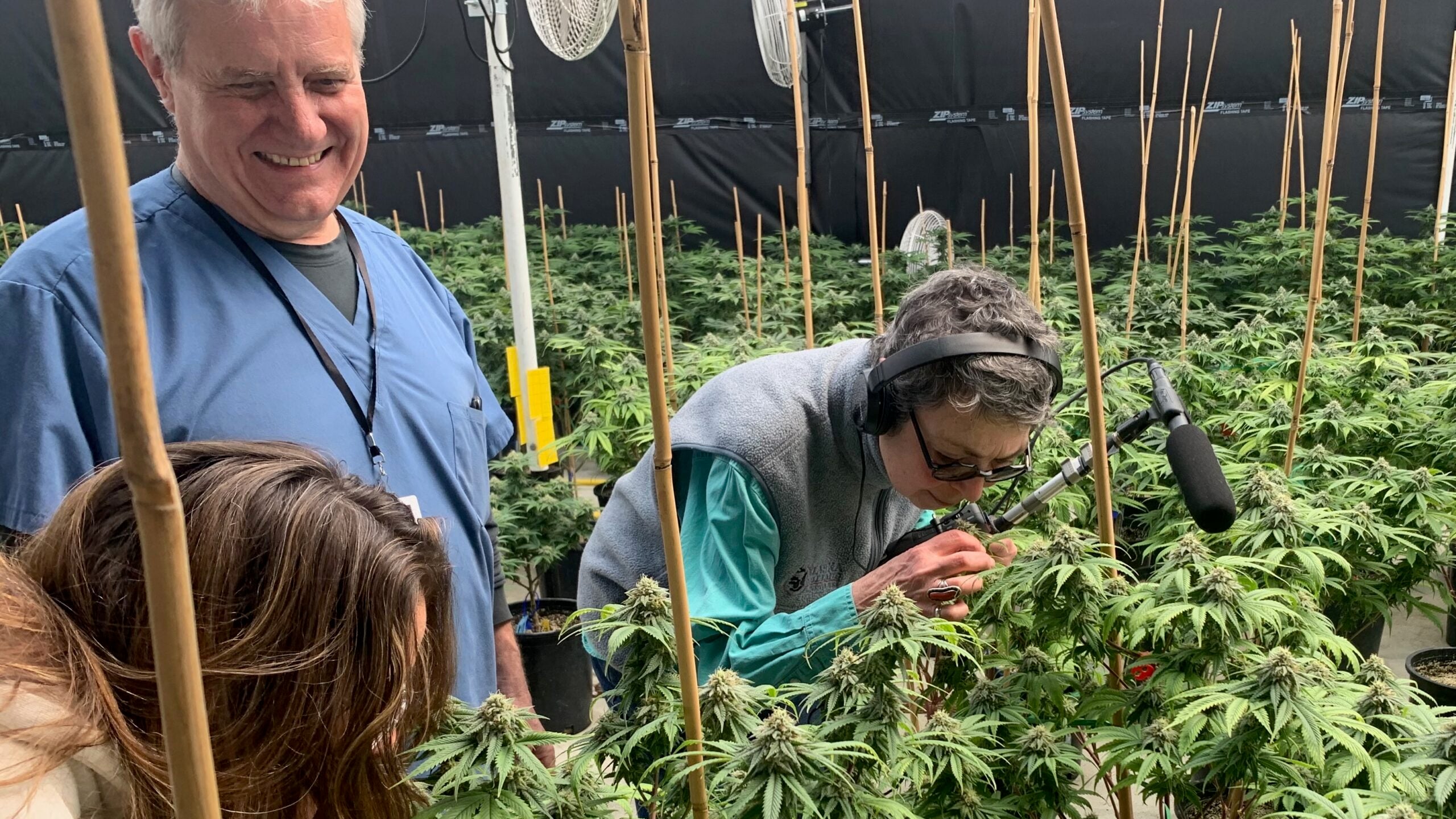 Karen Michel examines cannabis plants inside Hudson Valley Jane, a weed farm in Ancram, N.Y. She is surrounded by rows of growing plants.