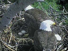 Camera's view shows two eagles and two eggs in next, with foliage in distance.